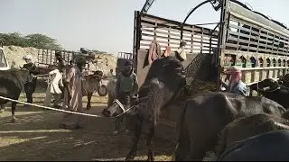 unloading buffalo and cow in unique way nhi mandi#cowsvideos #unloadingcow