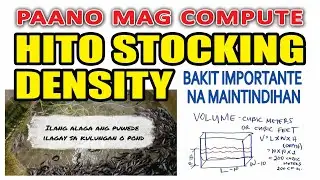 Ep #13 - STOCKING DENSITY: ALAMIN TAMANG DAMI NG HITO NA PWEDENG ALAGAAN SA SUKAT NG INYONG FISHPOND