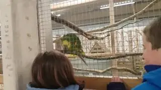 Singing and playing with Louis the parrot