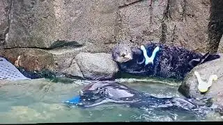 Sea otter Taz stealing toy episode 1