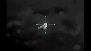 Wallaby Shooting, November 2025 | 338 ARC, 223 AI | OneLeaf Thermals
