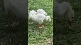 Goose with angel wing&hellip; #birds #farmlife #shorts