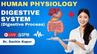 Digestion and Absorption | Digestive Process |NEET 2024 | NEET Biology | Dr Sachin Kapur | AIIMS
