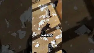 Kittens vs Confetti Explosion!