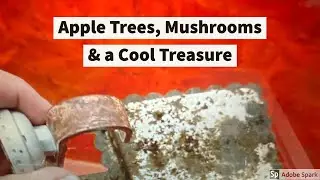 Clearing Our Off-Grid Driveway - Tools of the Trade #stihlgta26, #milwaukeesawzall,