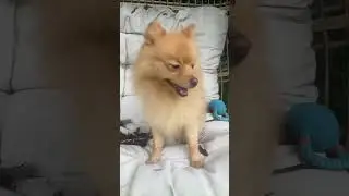Собака понятия не имеет #размножаться #собака #футбол #вирусное