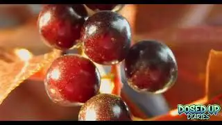 Dosed Up Diaries Guide to Medical Cannabis Terpenes