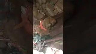 hello minidogsfamily#viral #pets #shorts #minivlog#please #sports #me #bhai#vlog