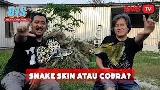 SNAKE SKIN ATAU COBRA ?