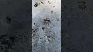 Ant world