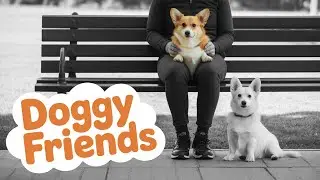 犬たちの最高の遊び方 | 仲良しわんちゃんたち🐕💕