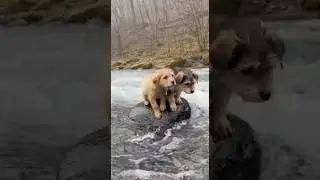 The bravest rescue you'll see today