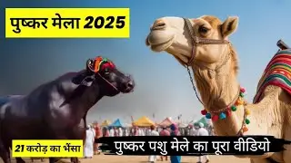 Pushkar Mela 2025 | Pushkar Camel Fair | Pushkar Pasu Mela | Kartik Purnima Snan in Pushkar