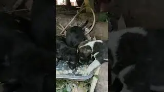 Feeding Abandoned Puppies Dog Rescue