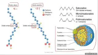 Metabolismo III