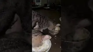 What is the meal of the cat family?