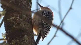 Winter birding at Standifer Gap Marsh.