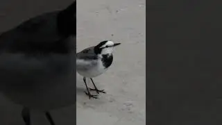 工場の中までやって来るようになりました😊ハクセキレイまるちゃんと主人🎵