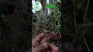 Tillandsia paleacea