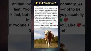 The Incredible True Story of Yvonne the Cow!