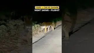 Tiger Car के सामने Attack Pilibhit #tiger reserve Chuka Beach #trending #wildlife #shorts #pilibhit