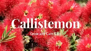 Callistemon: Grow and Care Tips