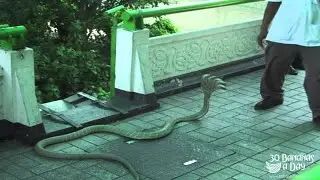 5 Headed Cobra Snake Found In Australia April 2014