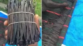 Vanilla Curing - Drying ; africaug.com