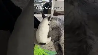 They're Coping Together With The Trauma Of Dealing With The Girl Cat 😂  #cat #mewmewmingle #catdeli