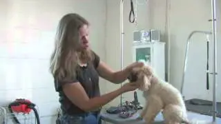 How to Measure a Dog for a Muzzle
