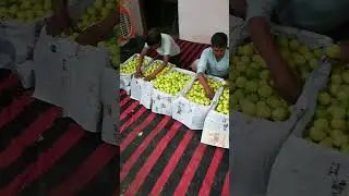 🍋 🍋 Lemon Complete Process packing 🍋 🍋