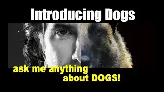 How Do I Get My Dogs to Get Along - ask me anything - Dog Training Video