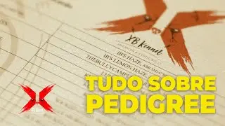 Tudo sobre PEDIGREE | American Bully Micro | XB Kennel