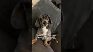 Точка зрения: Ты изменяешь своей собаке 😅