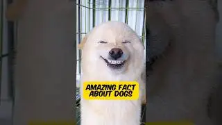 Did You Know Dogs Understand Human Emotions