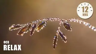 Morning Relaxing Piano Music - Gives You Hope and More Energy (Parker)