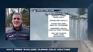 Explaining if Trees Explode During Extreme Cold