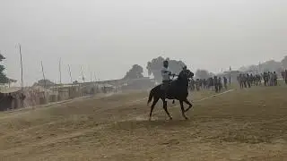 Horse racing dumari maidan me #video #trending #horseriding #horseracing #viralvideo #comment #trend