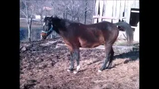 Horses & Old Barn Farm Photos Slideshow