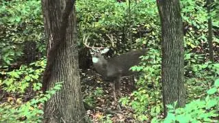 Excalibur's Huntin' the Backwoods - Deer Domination