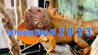 Feeding My Large Iguana 2023 - Rocket The Iguana