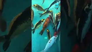 Under Water Fish Tunnel Aquarium Comes To Mumbai; Entry Fees is Just ₹100! | Curly Tales #shorts