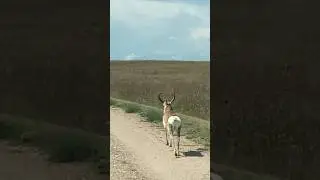 Pronghorn Antelope out for a jog #nature #animals #wildlife