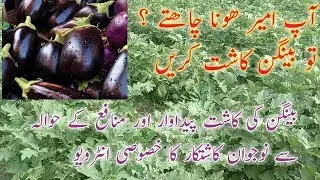 Vegetables farming//farming in Pakistan in Urdu/Hindi//fruits farming//Aubergines farming