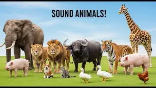Real Animal Sounds with No Music | Pure Nature for Kids
