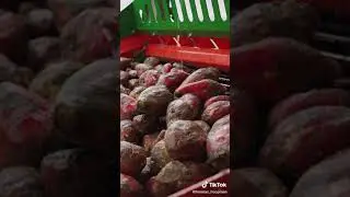 Holaras Bietenreiniger- Snijder voor smakelijkheid en betere opname.