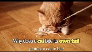 Why does a cat bite its own tail? 🐱🌀
