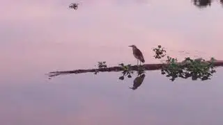 BIRD VIEW BOAT HOUSE
