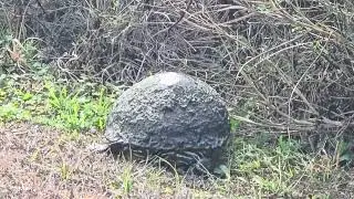 Turtle Time