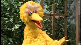 Big Bird's Song